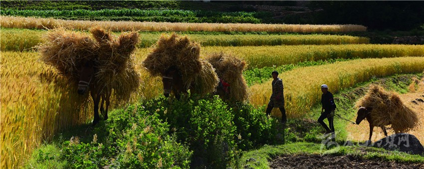 我州首個(gè)中國農(nóng)民豐收節(jié)掠影