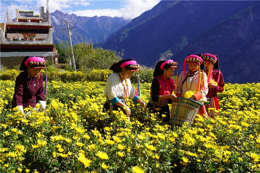 村民采摘菊.jpg 村民采摘菊.jpg