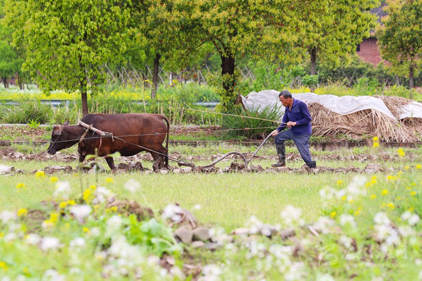 清明將至，各地農(nóng)事忙