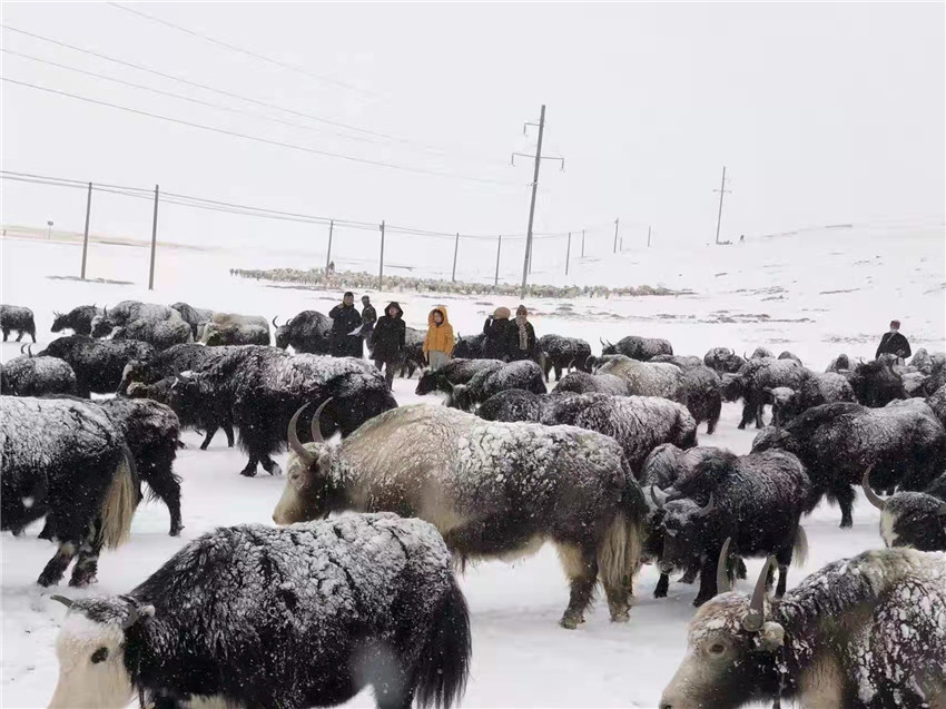 地處“云端之上”生命禁區(qū)“的農行石渠支行80后青年益西多吉說”今年疫情流行，大伙冒雪下鄉(xiāng)送金融服務，新年首日就為農戶發(fā)放了3000多萬元，點亮百姓牦牛致富夢，疫情終將過去，筑夢春天，我們協(xié)力點燃牧民發(fā)展信心“.jpg