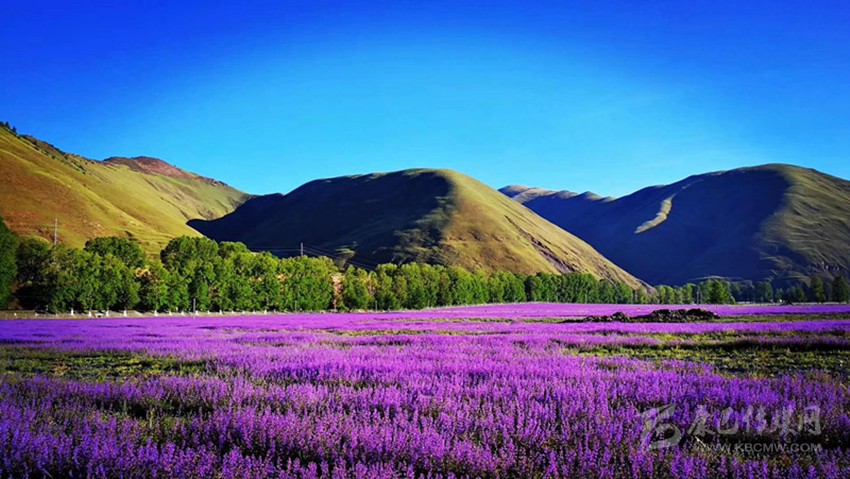 一起來收錄甘孜動(dòng)人的夏天（上）