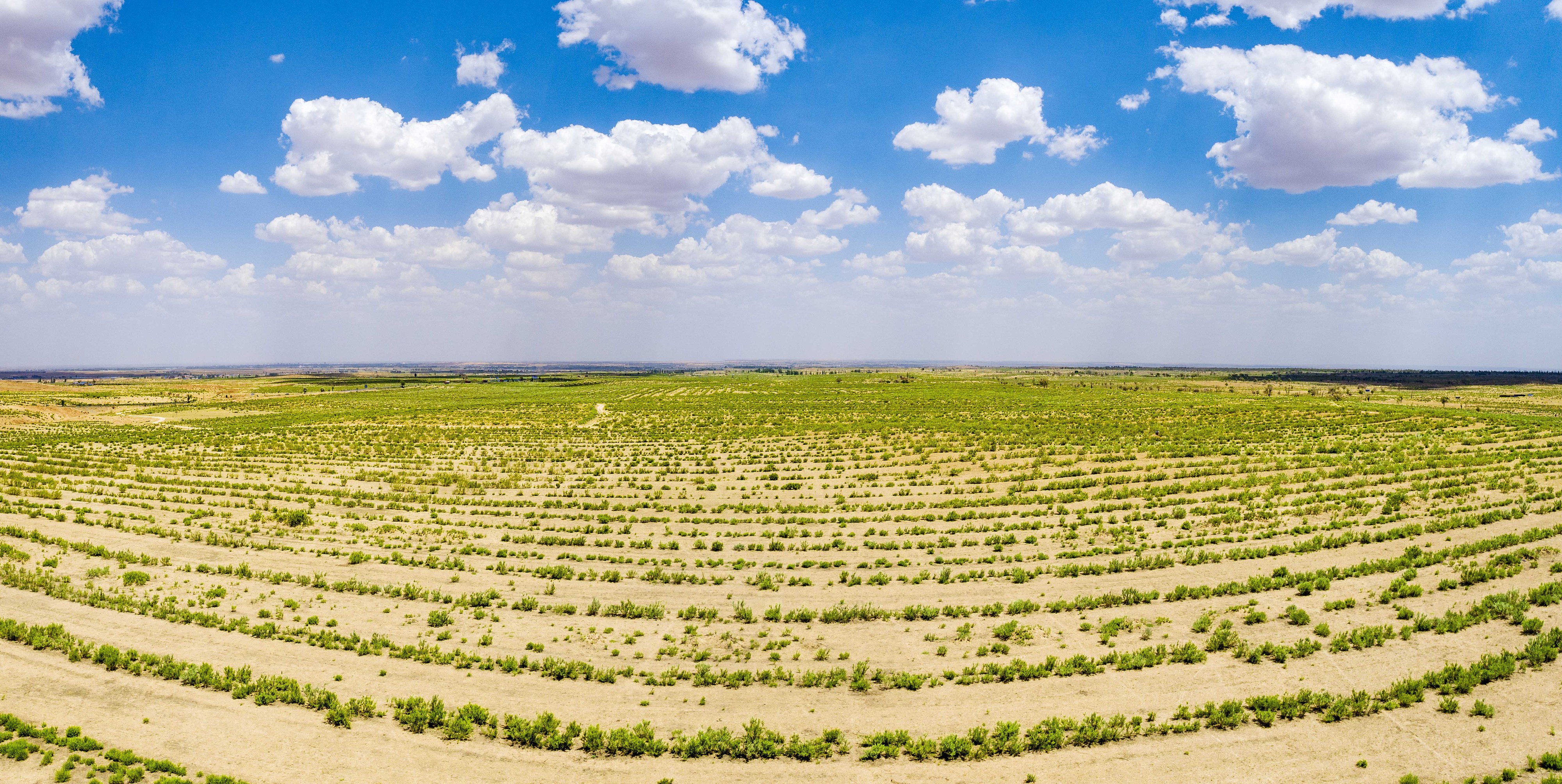 2023年6月7日，內(nèi)蒙古鄂爾多斯，毛烏素沙漠。