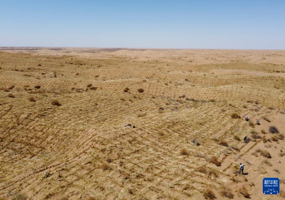 2024年4月10日，群眾在古浪縣八步沙林場麻黃塘沙區(qū)用草方格壓沙。新華社發(fā)（無人機照片）